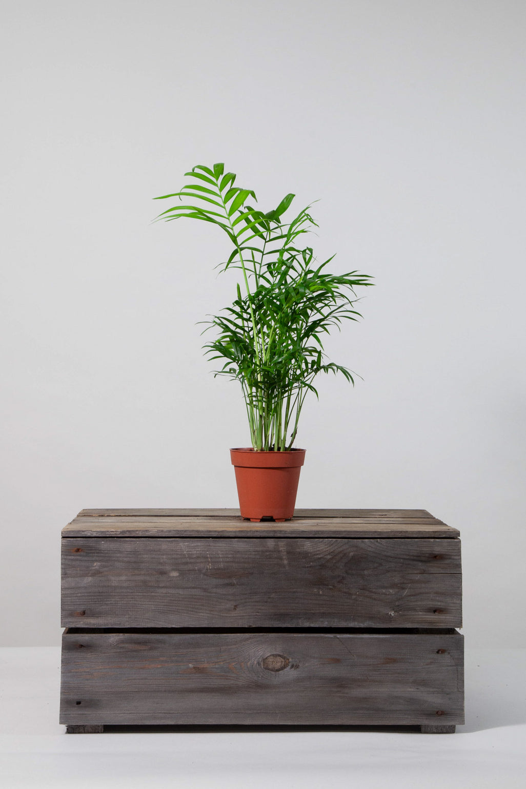 files/IndoorPlants-StudioShots13.11.2023-205.jpg